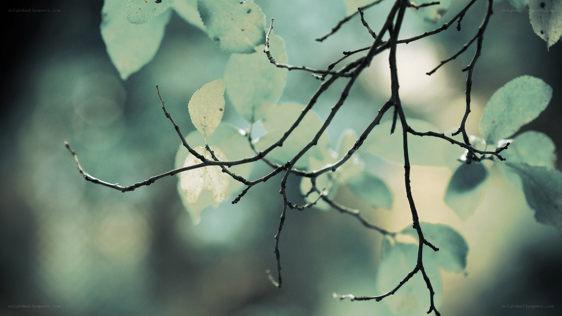 Branches with green leaves