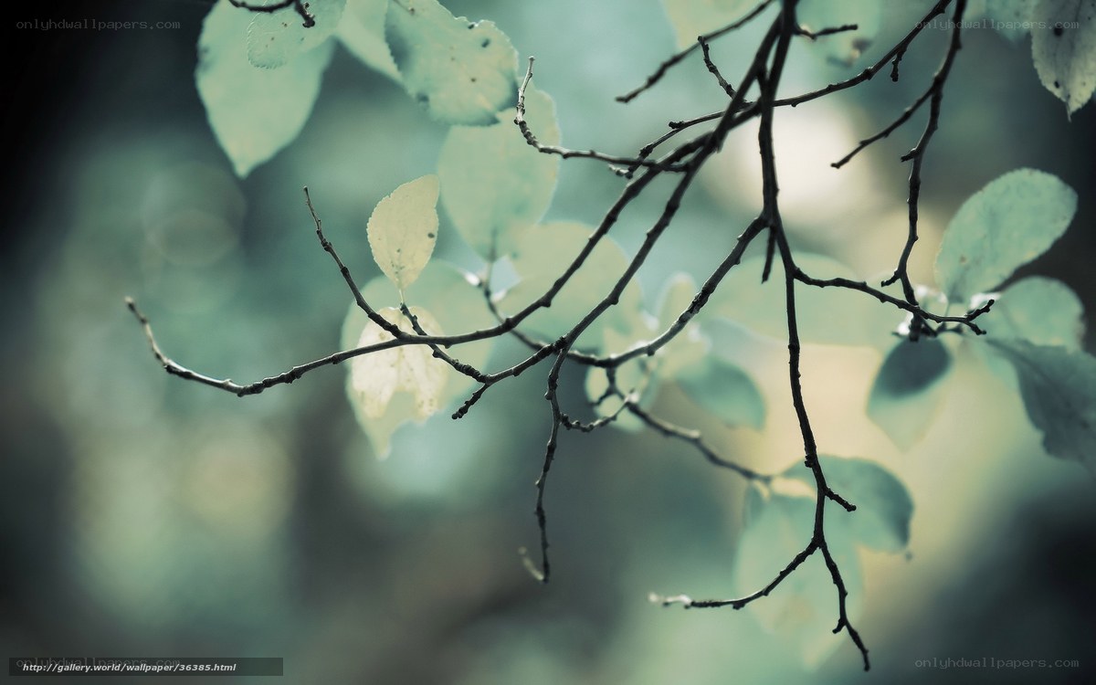 Branches with green leaves