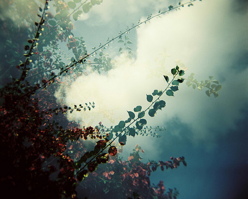 Branches with Leaves in Sunlight