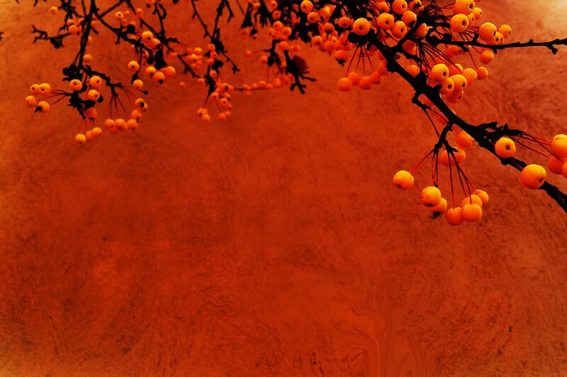 Branches with Orange Berries