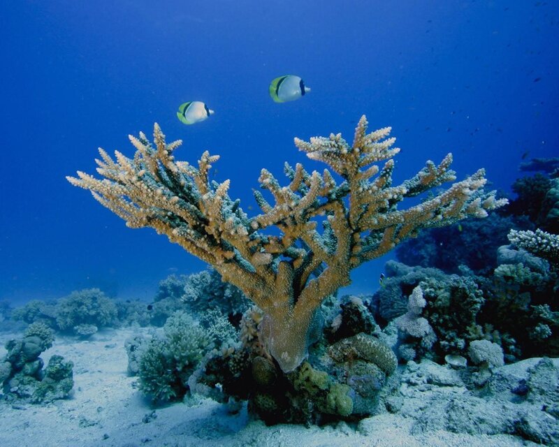 Branching Coral Reef