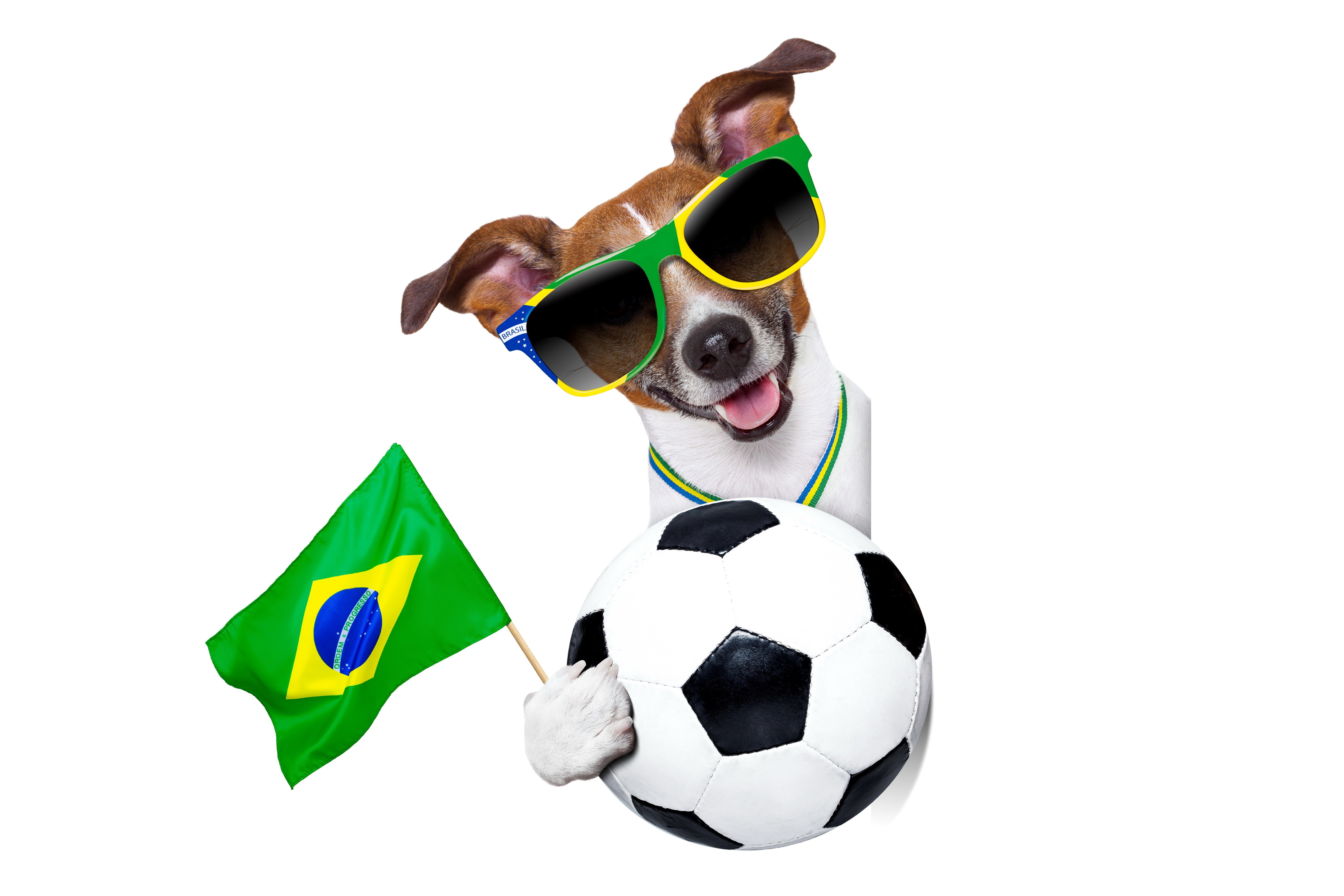 Brazilian dog with soccer ball