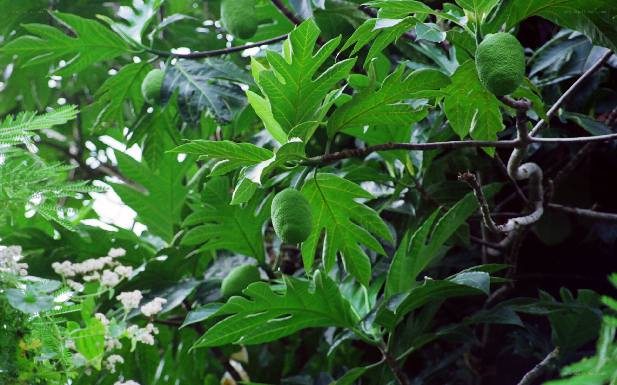 breadfruit tree with green fruit