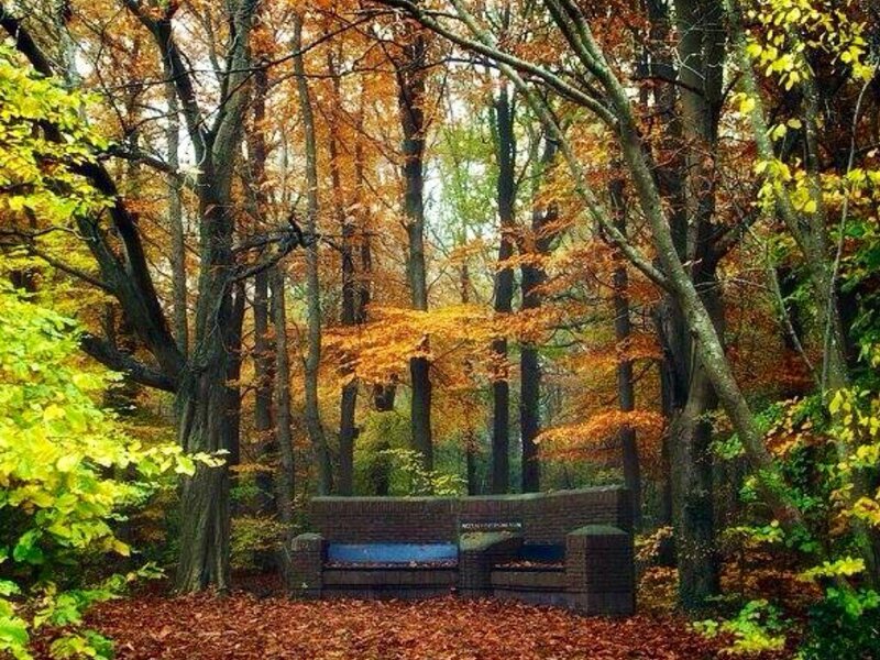 Brick Bench in Forest — Orange