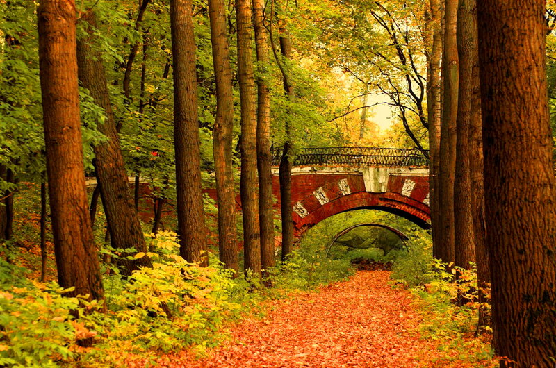 Brick Bridge in Forest