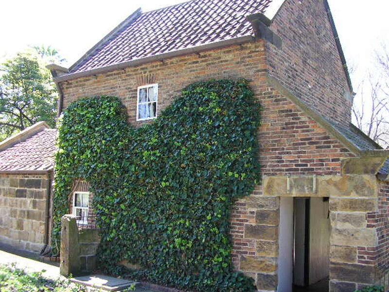 Brick Building with Ivy