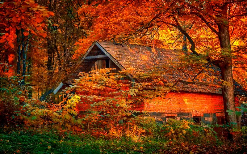 Brick Cabin in Forest