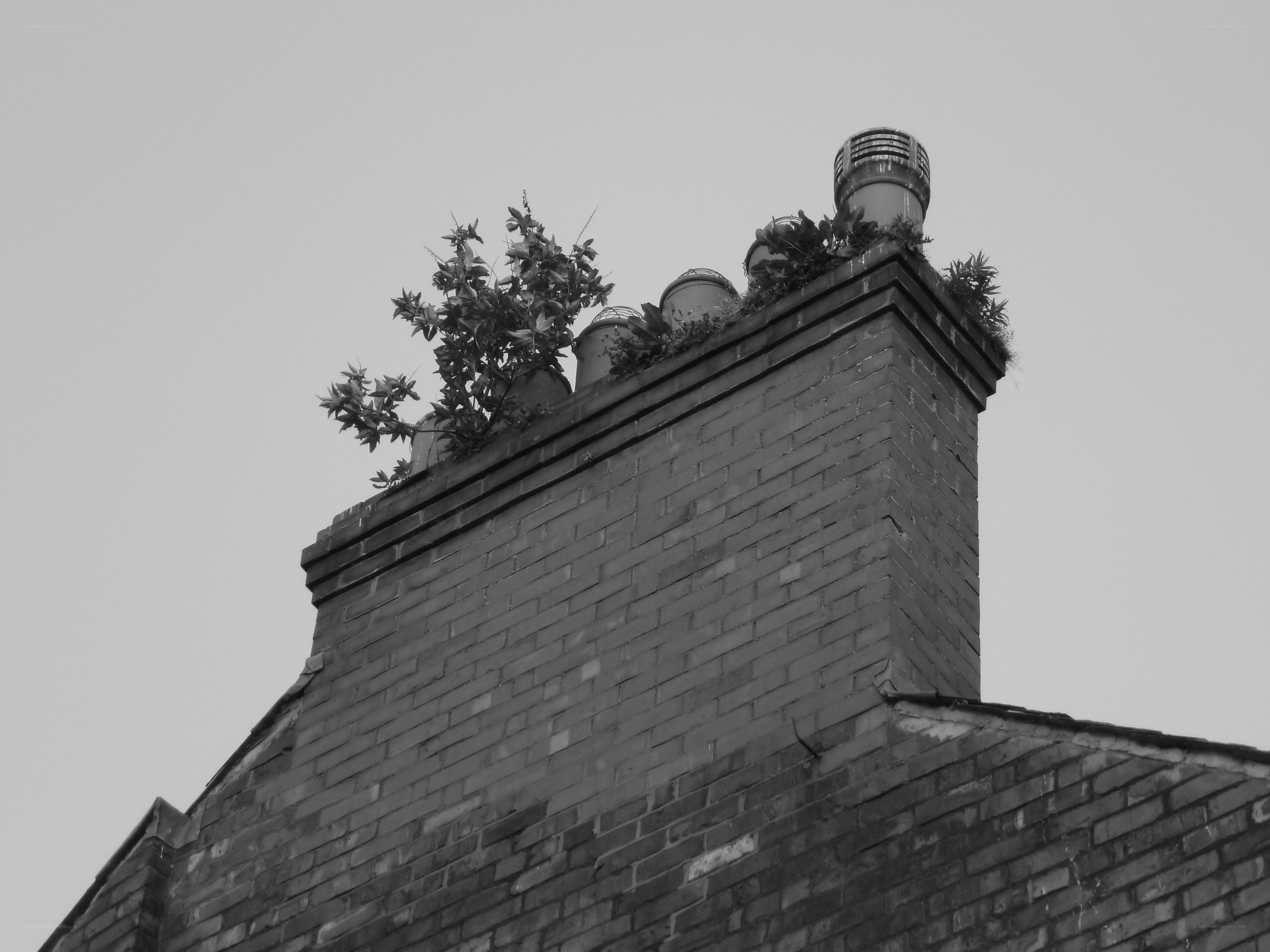 Brick chimney with plants