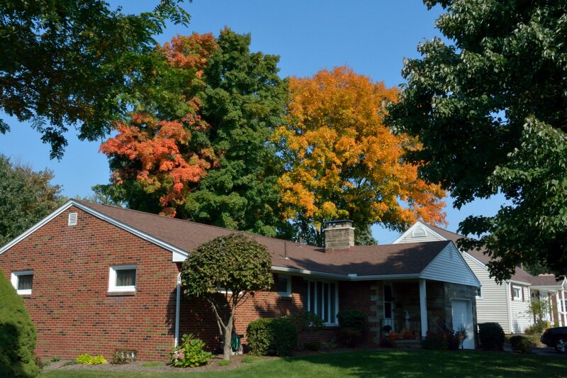 Brick House with Autumn Trees — Green