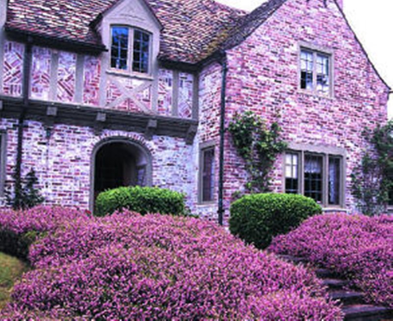 Brick House with Purple Shrubs