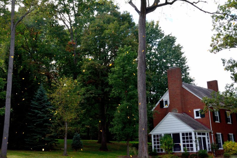 Brick House with Trees — Green, Serene, Autumn