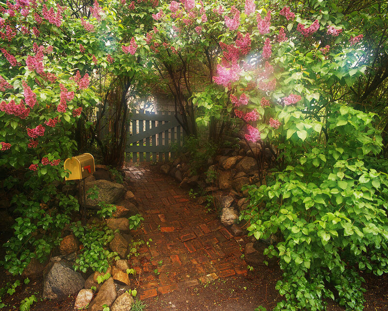 Brick path through lilac archway