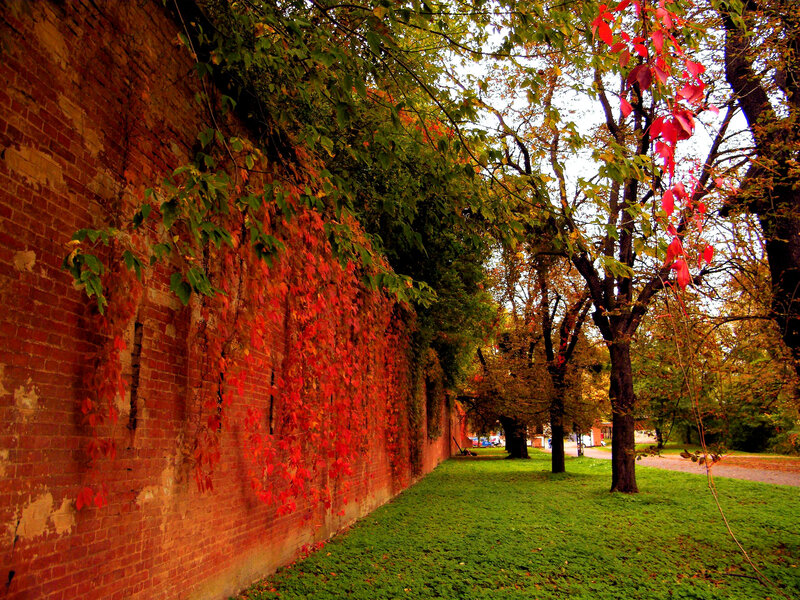 Brick Wall with Ivy