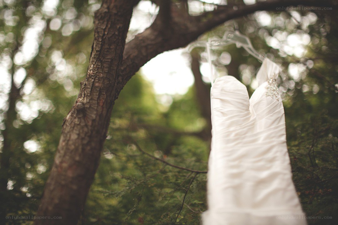 Bride's dress hanging in a tree