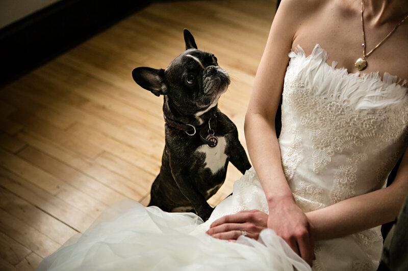 Bride with French Bulldog