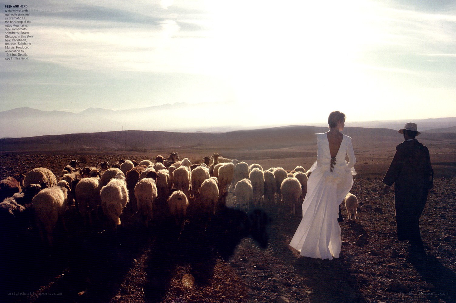 Bride with sheep herd