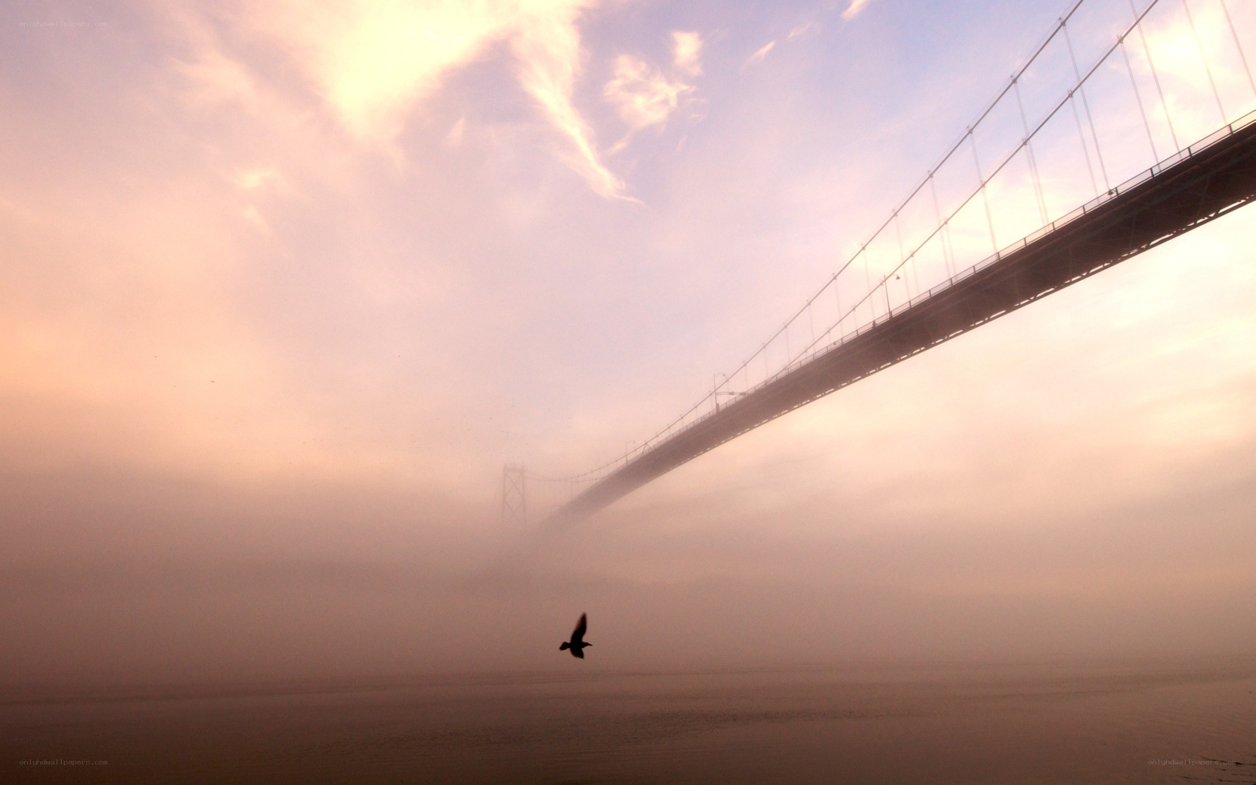 Bridge at dawn with a bird