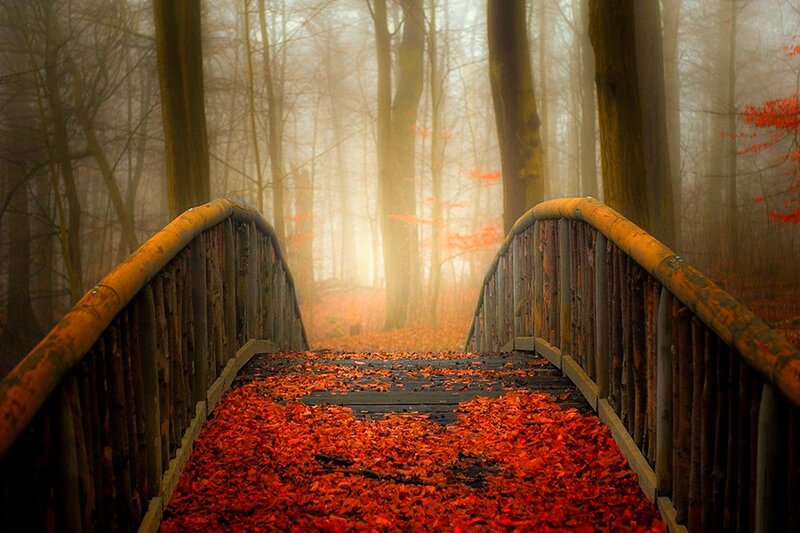 Bridge Covered in Leaves