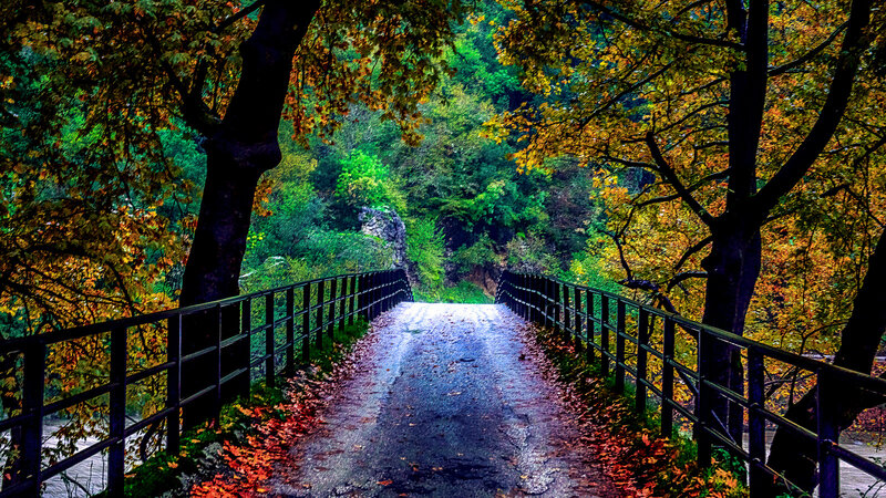 Bridge in Autumn Forest — Green