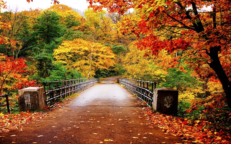 Bridge in Autumn Forest — Orange