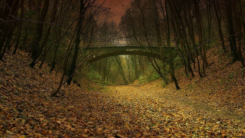 Bridge in Autumn Forest