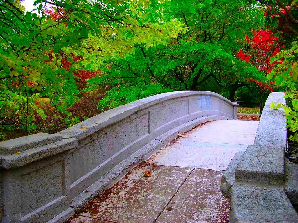 Bridge in autumn park
