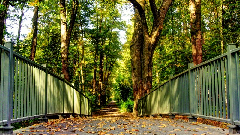 Bridge in Forest — Green