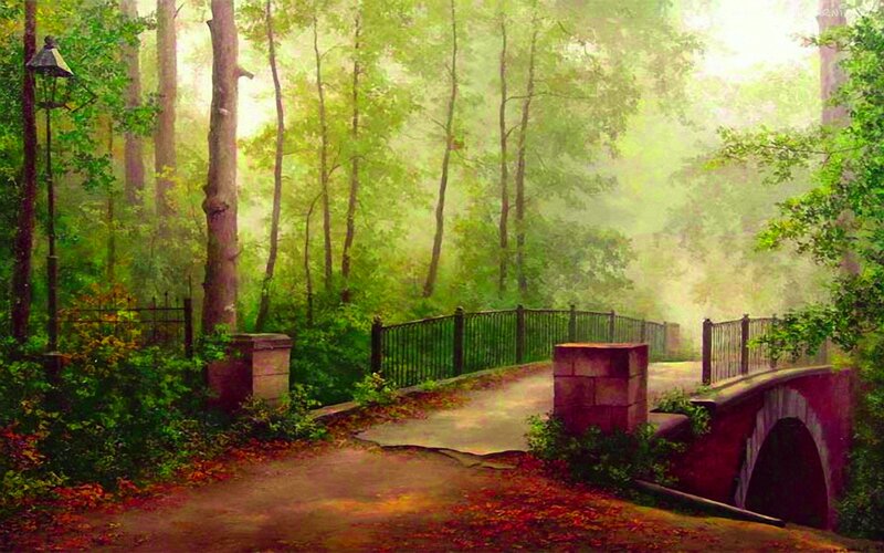 Bridge in Forest