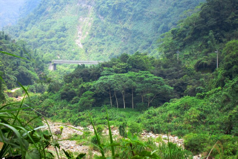 Bridge in Forest Valley