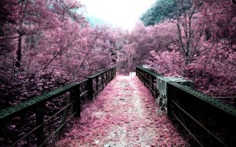 Bridge in Pink Forest — Serene