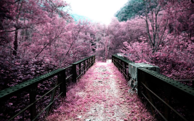 Bridge in Pink Forest