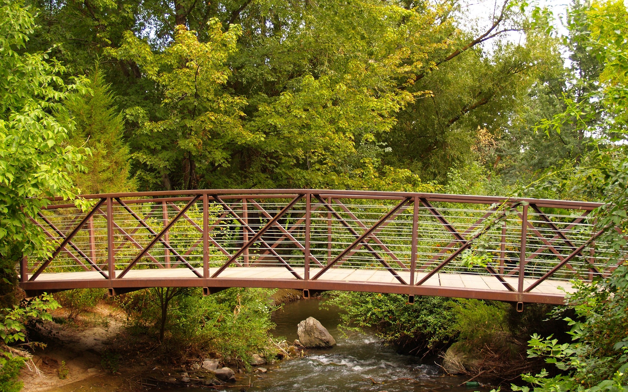 Bridge over a forest stream
