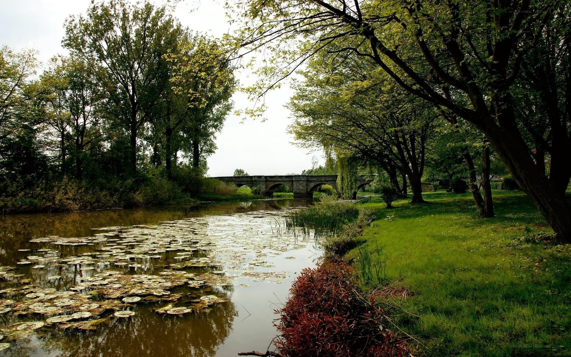Bridge over a lily pond
