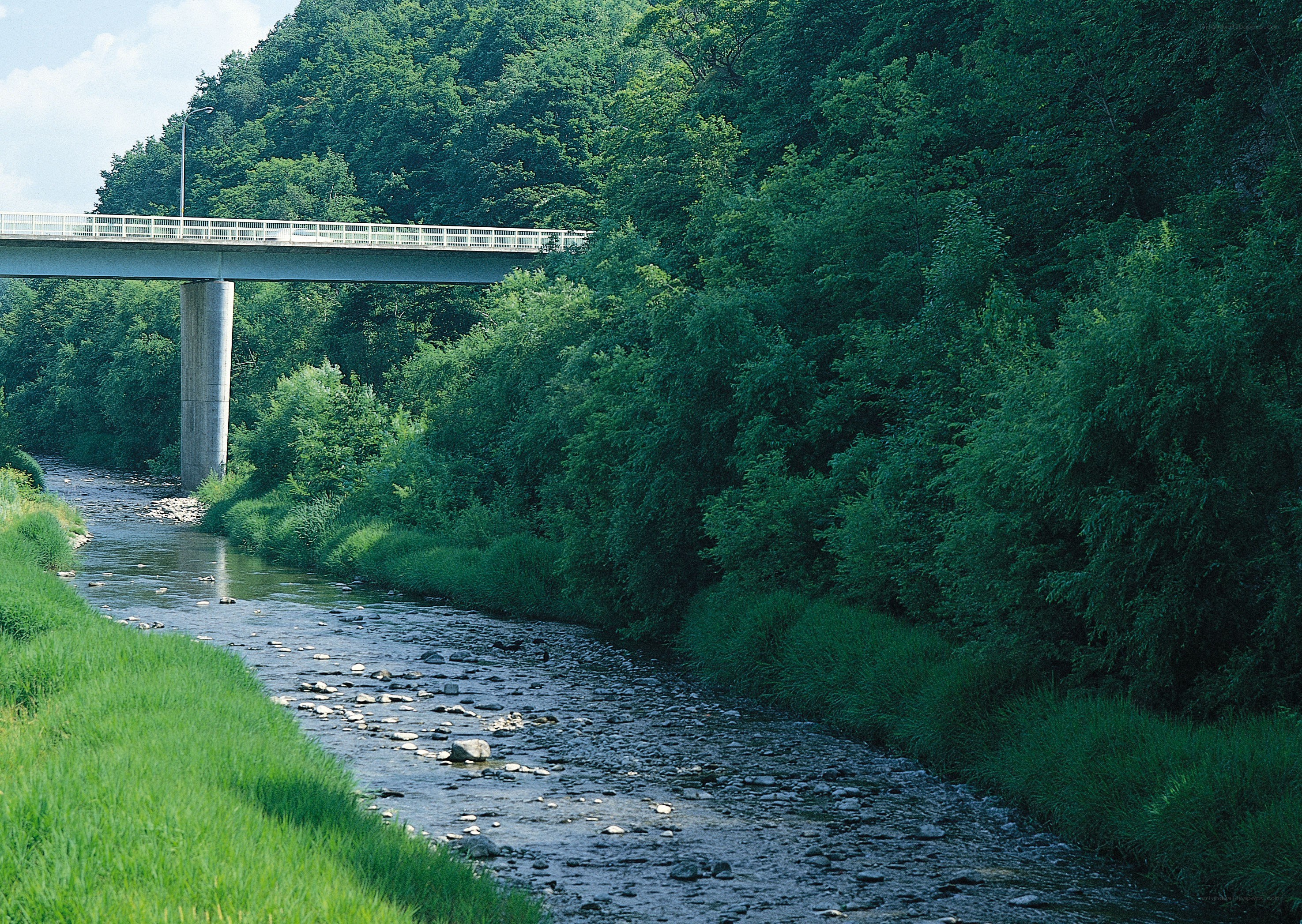 Bridge over a river in a forest