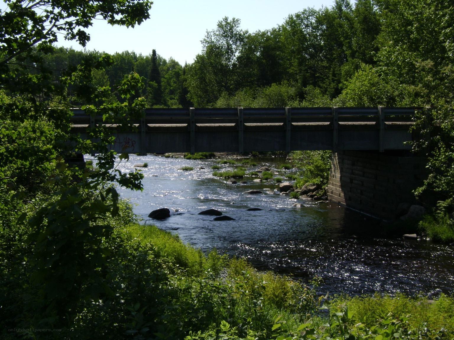 Bridge over a river in a forest