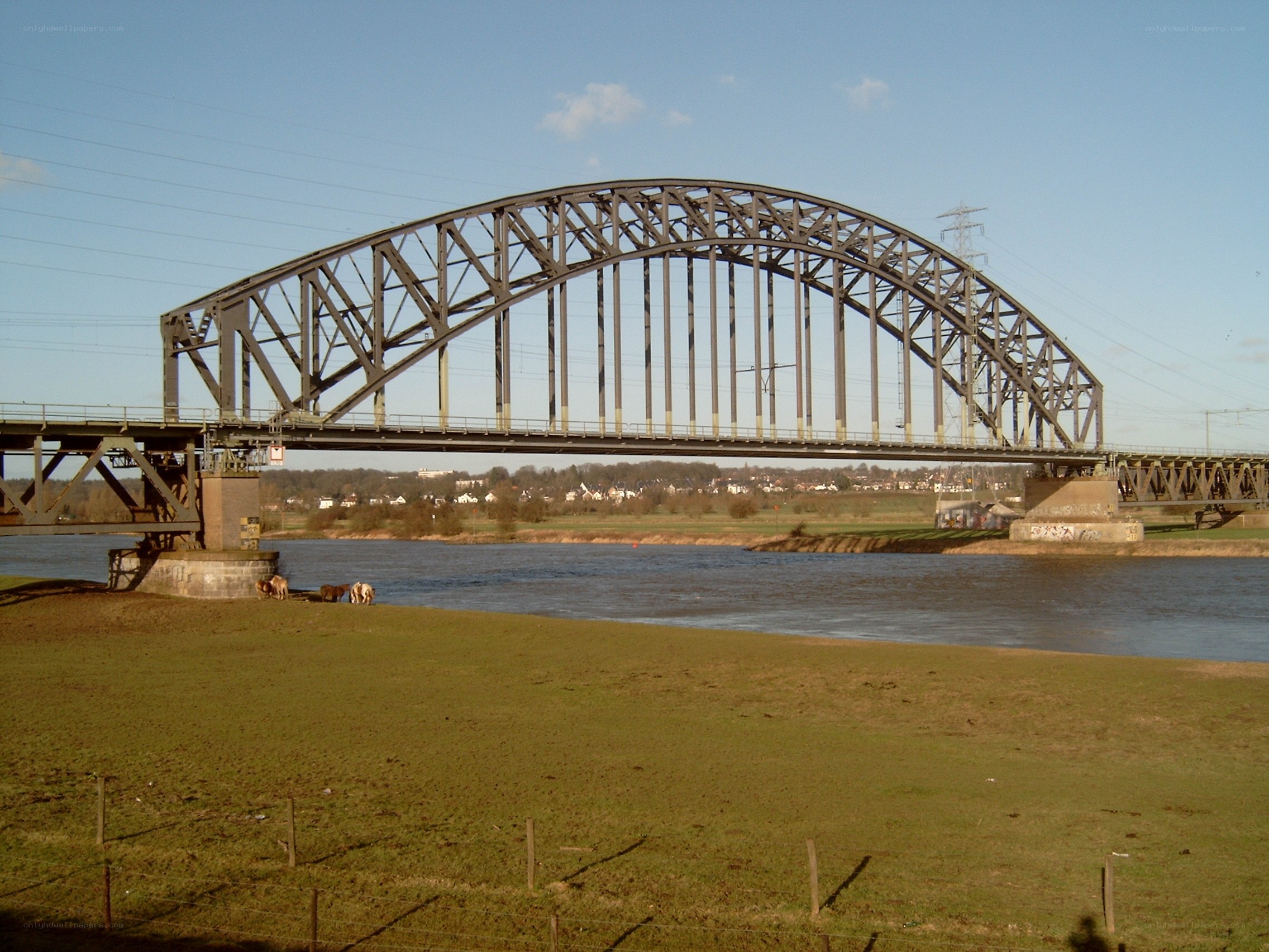 Bridge over a river with cows