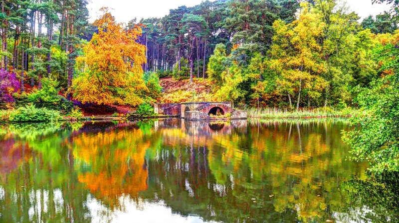 Bridge over Lake in Forest — Green