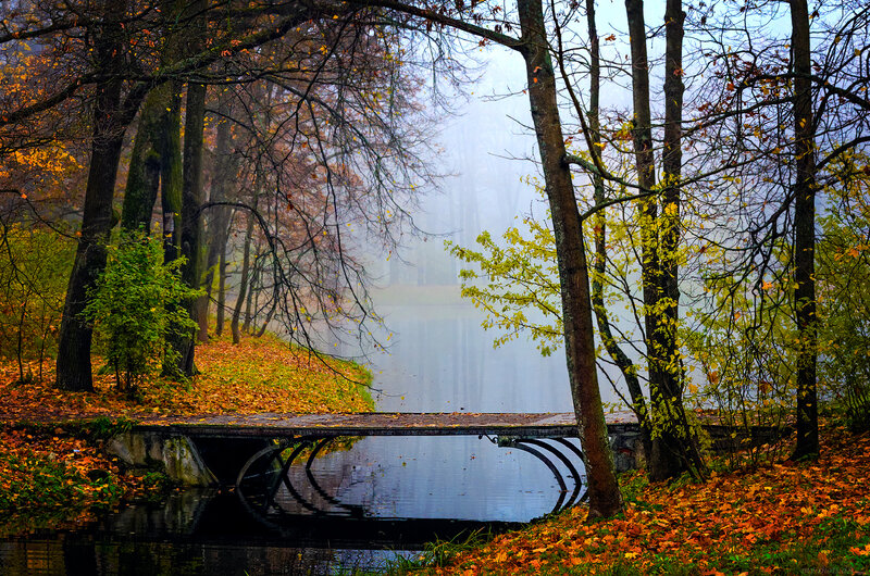 Bridge over Lake in Forest