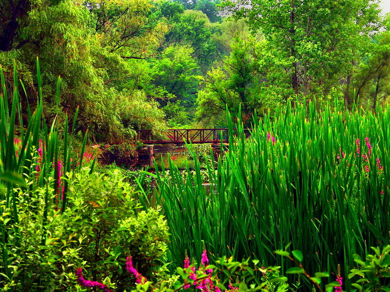 Bridge over Pond