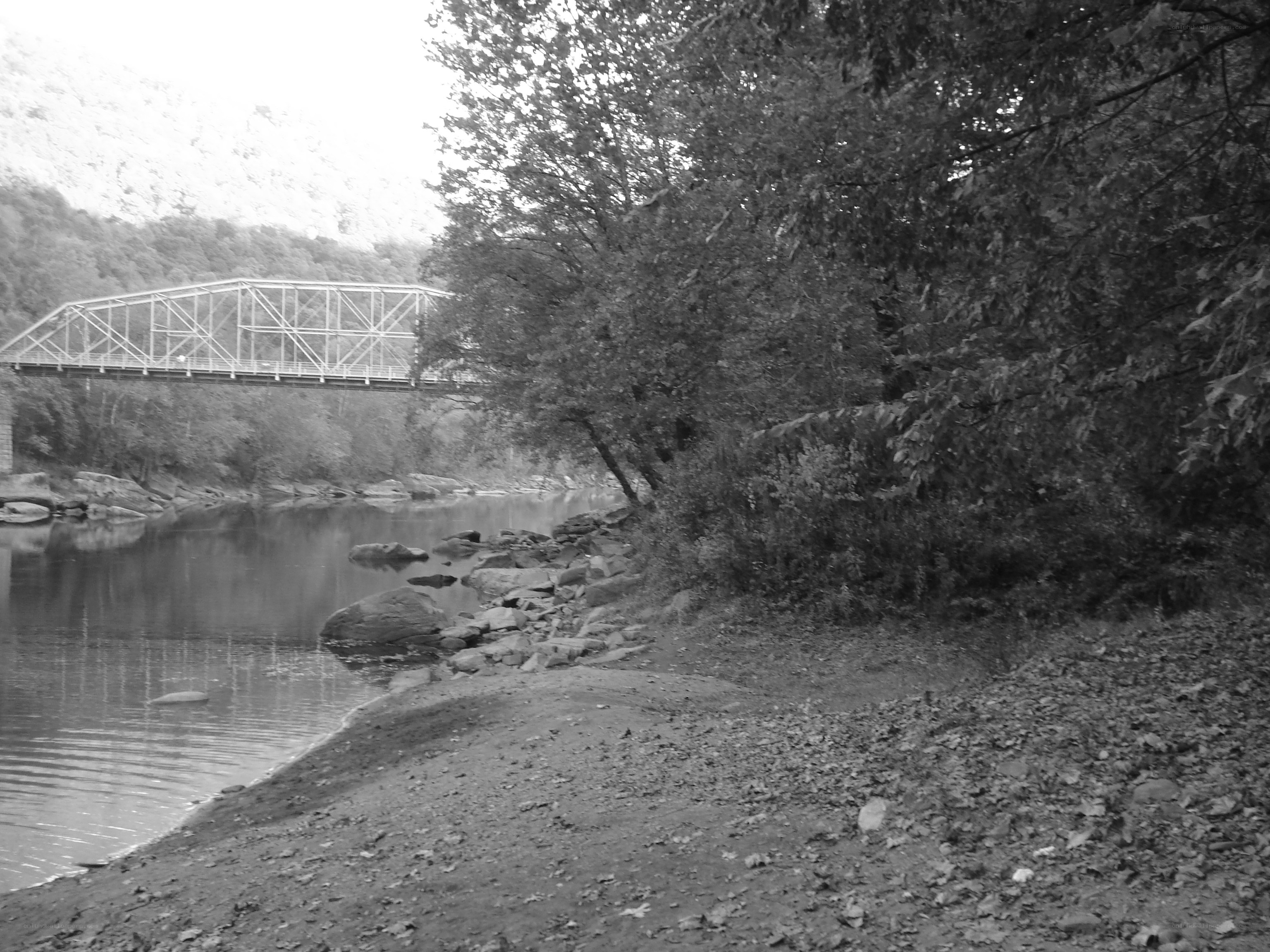 Bridge over river in forest