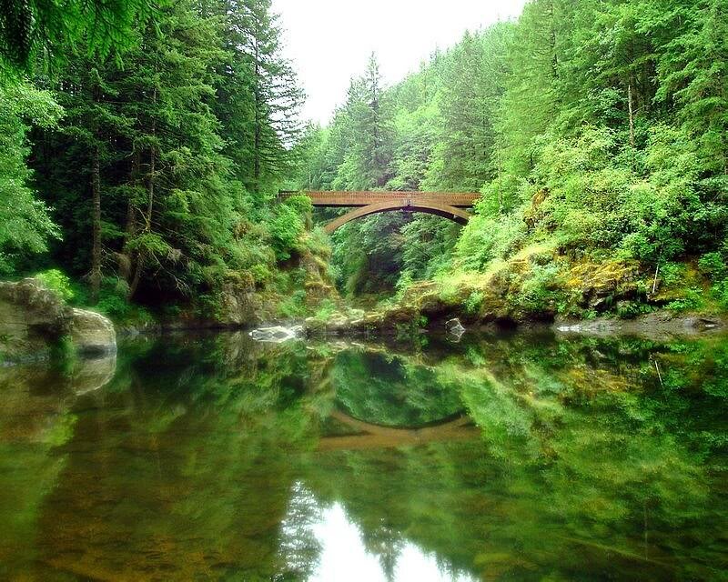 Bridge over River in Forest — Green, Serene, Afternoon