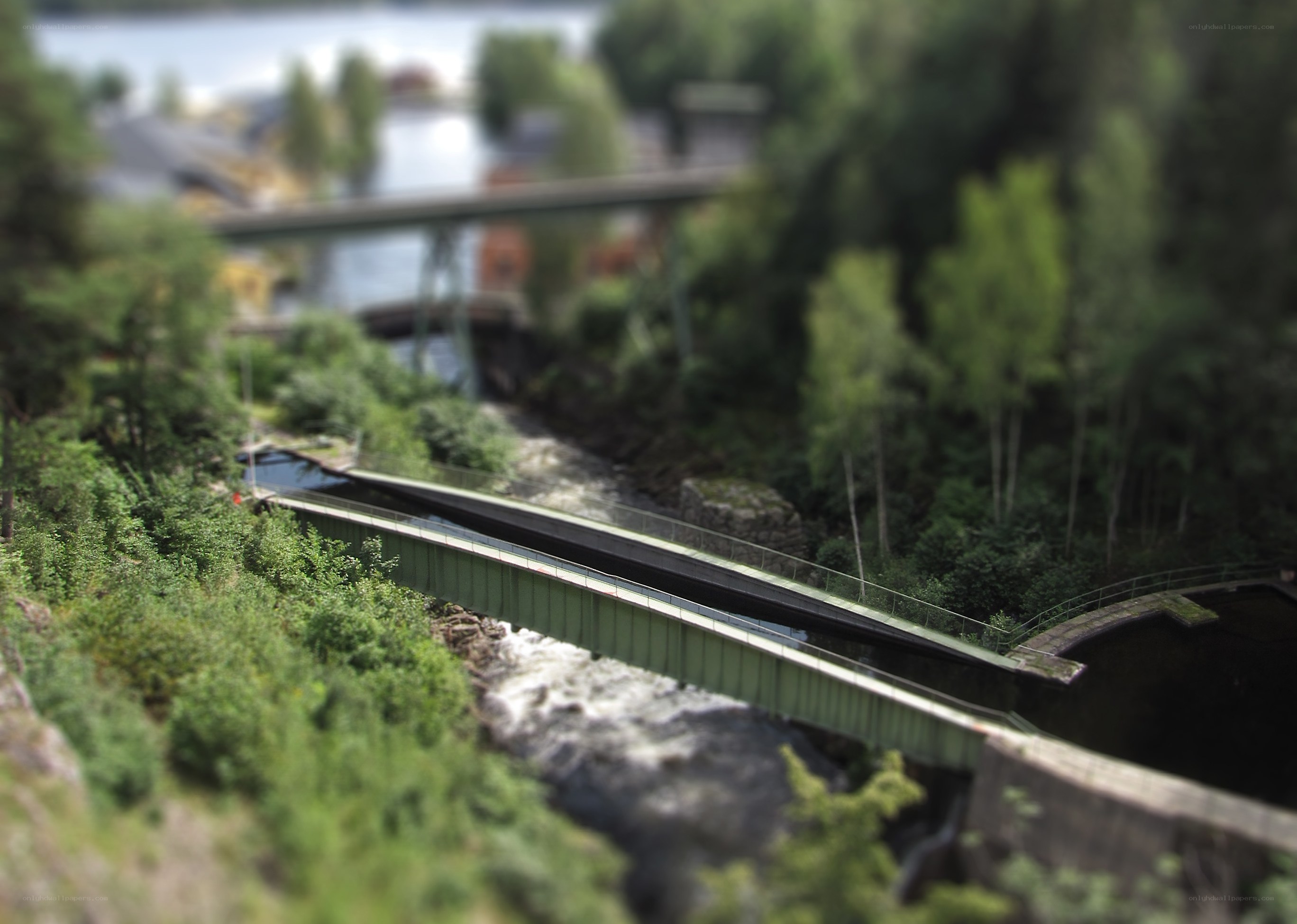Bridge over river in forest