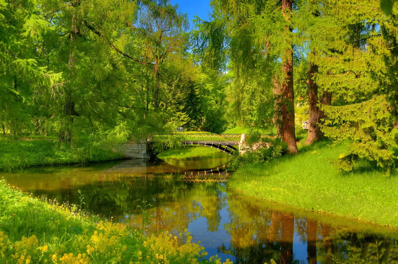 Bridge over River in Park