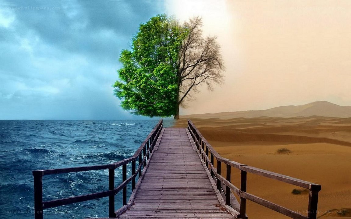 Bridge to a duality tree