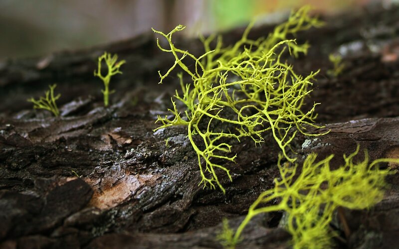 bright lichen on tree bark
