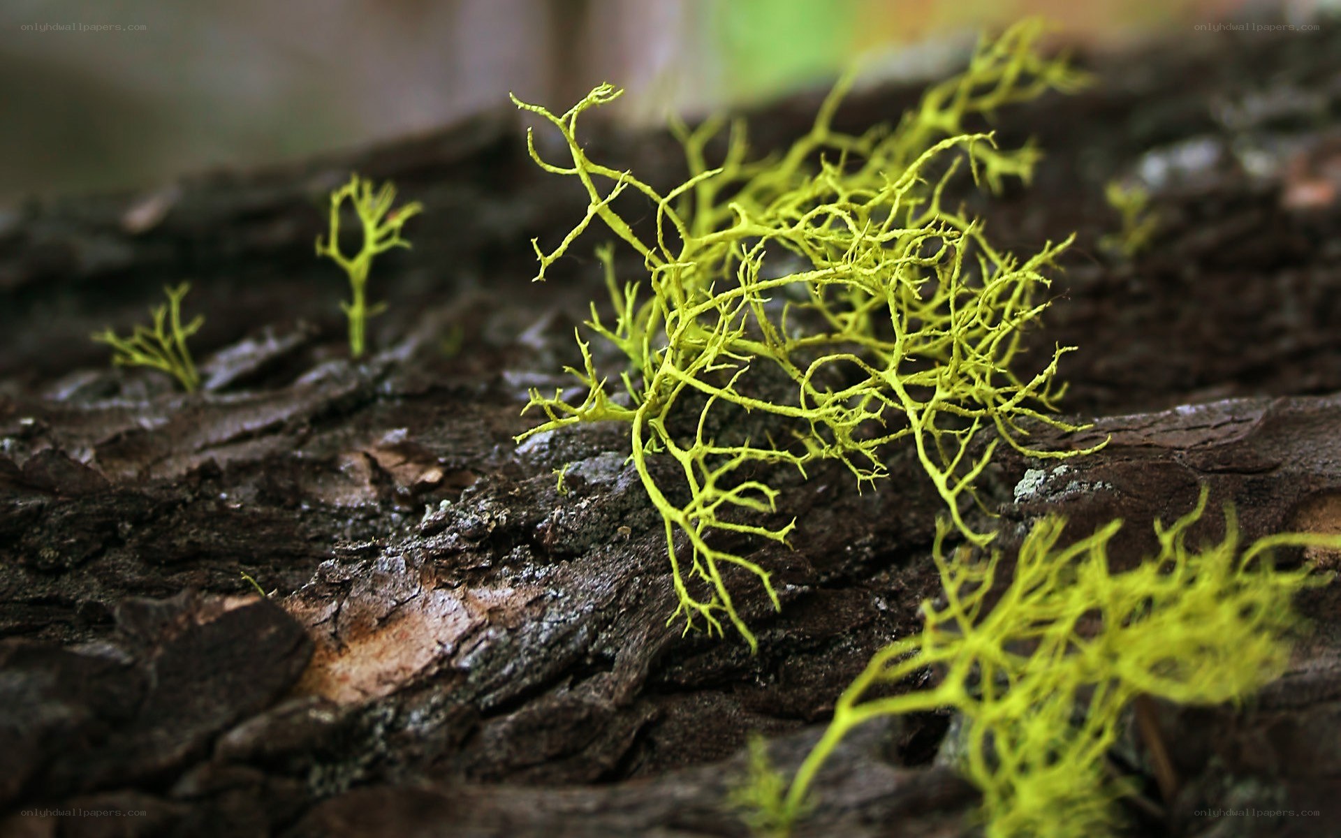 bright lichen on tree bark