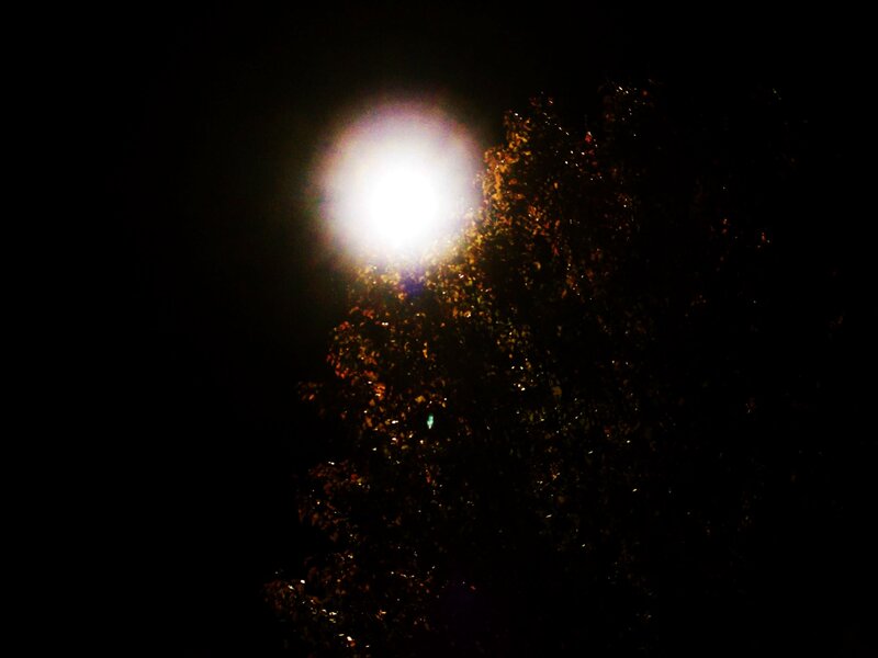 Bright Moon Behind Tree