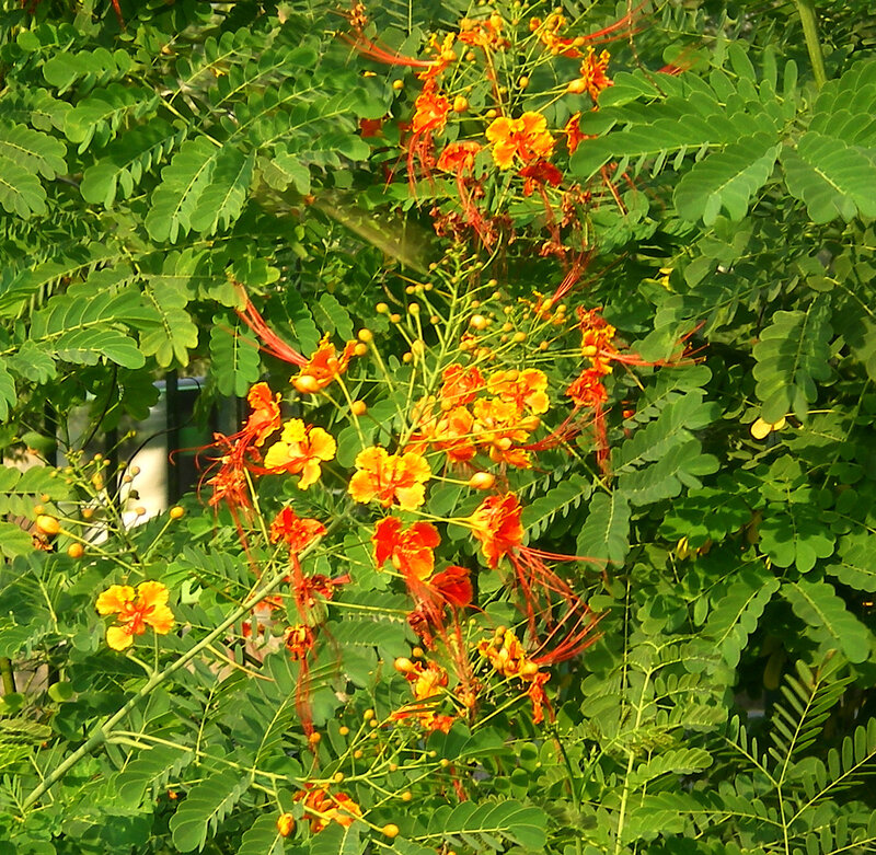 Bright Orange Flowers