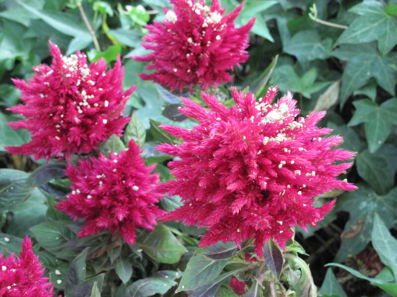 Bright Pink Flowers