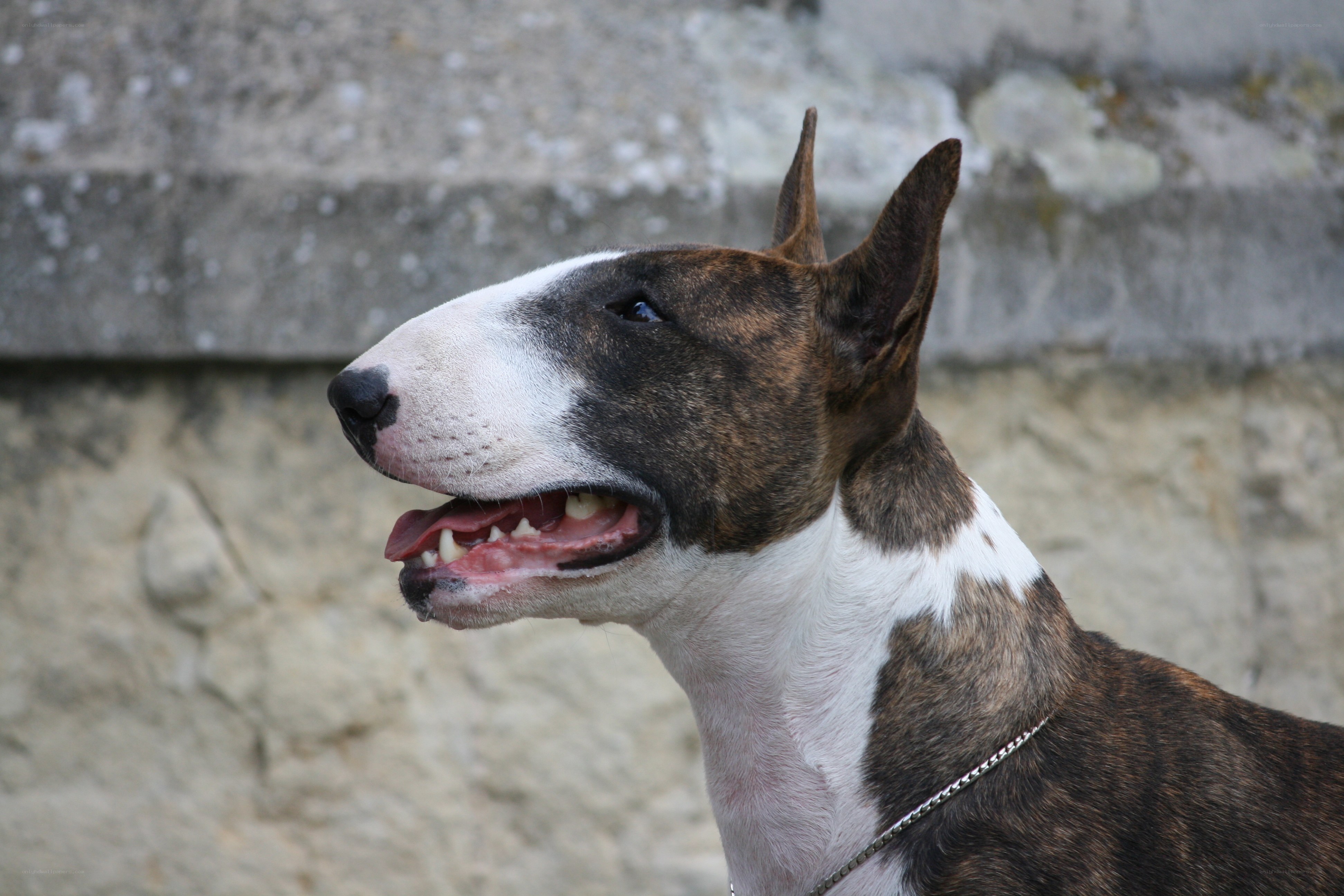 brindle and white bull terrier